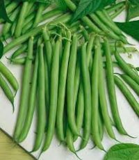 Beans (bush)