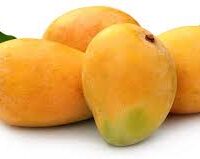 Mango – Alphonso Seasonal